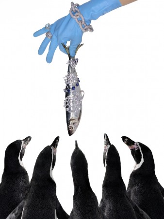 53 PENGUINS  tatler
