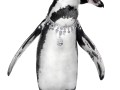 57 PENGUINS  tatler